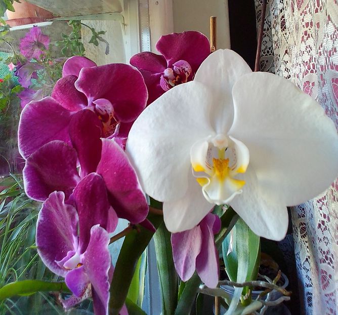  - Gradinuta mea 2023