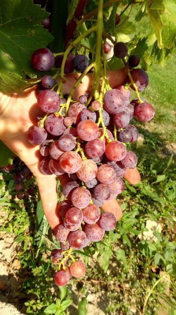 P1170449 - Struguri 2023