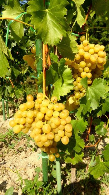 P1170450 - Struguri 2023