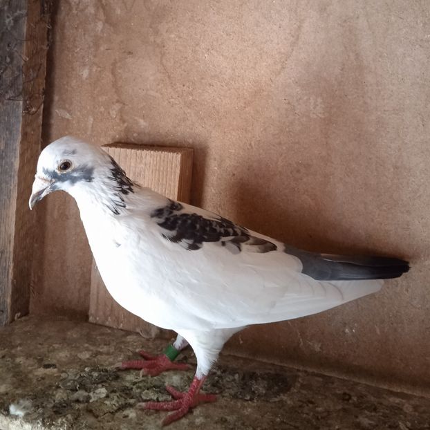 Femela 14-815.... - Porumbei vanduti