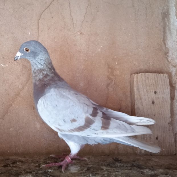 Mascul 19-017.... - Porumbei vanduti