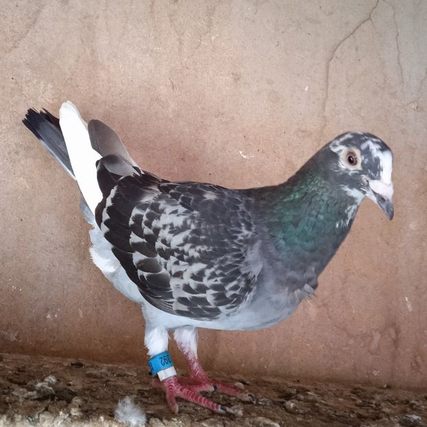 Femela 19-392 HUNG.... - Porumbei vanduti