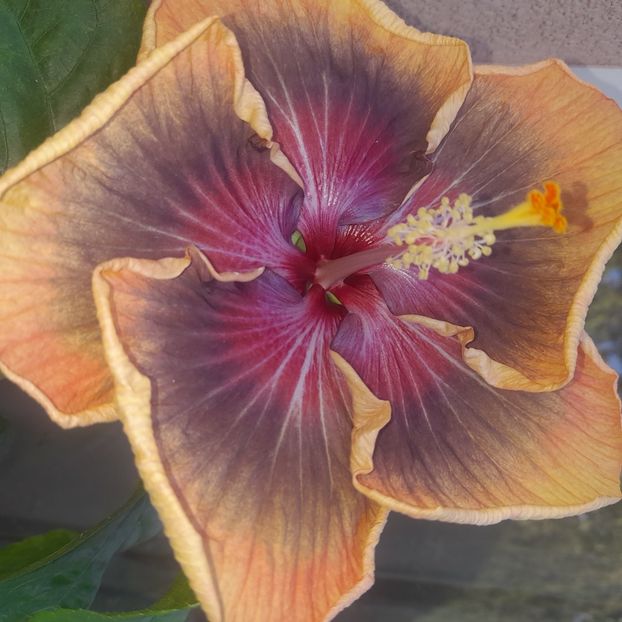 17.09.2023 - HIBISCUSI 2023-2