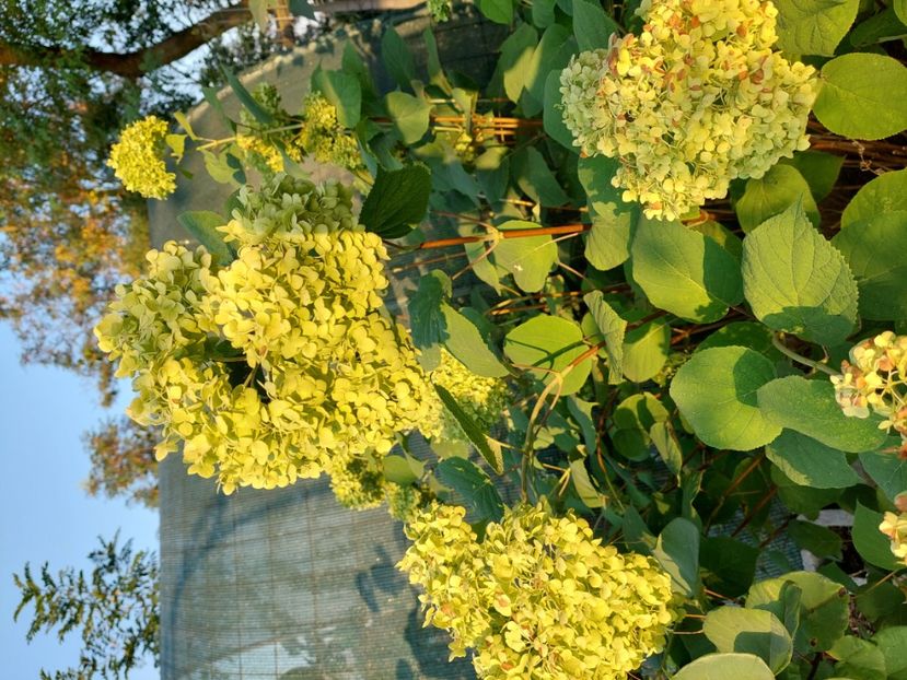 Hortensia Annabel - Pante și arbuști