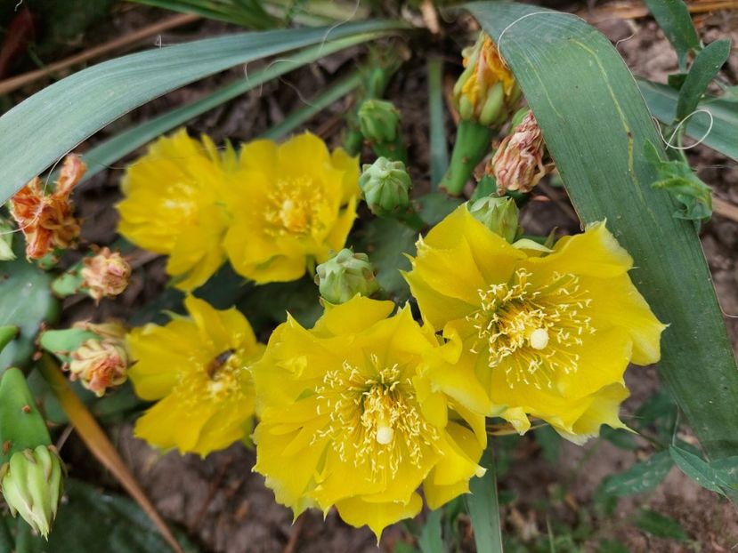 Opuntia - Pante și arbuști