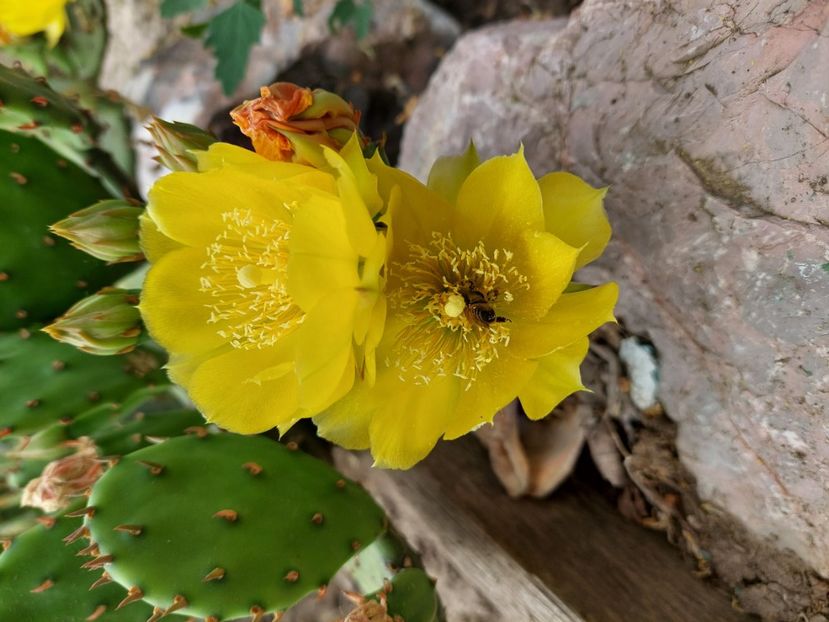 Opuntia rezistent la ger - Pante și arbuști