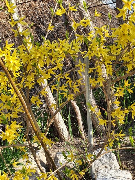 IMG-20220413-WA0014 - Pante și arbuști