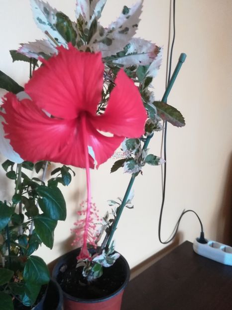 - Hibiscus 2023