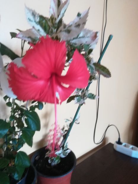  - Hibiscus 2023