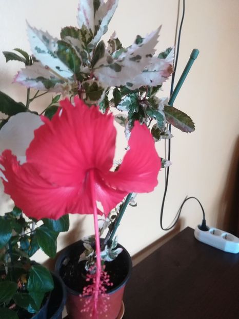  - Hibiscus 2023