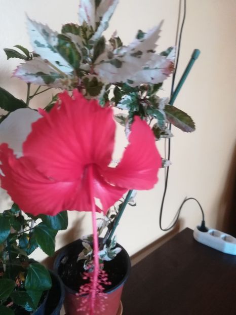  - Hibiscus 2023