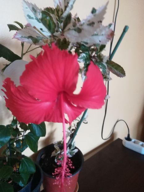  - Hibiscus 2023