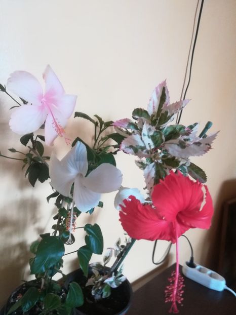  - Hibiscus 2023