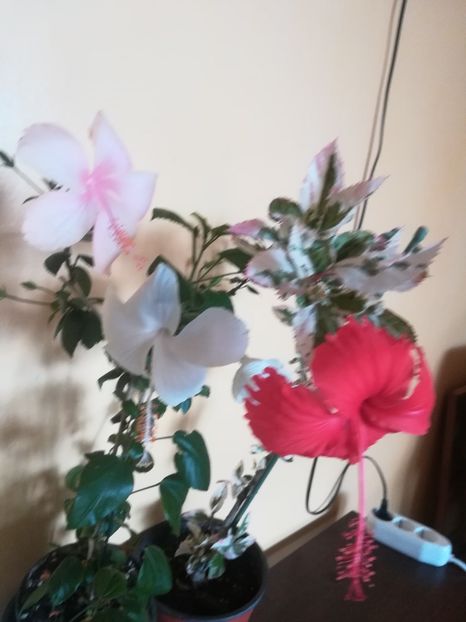  - Hibiscus 2023
