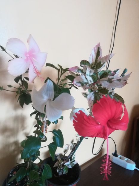  - Hibiscus 2023