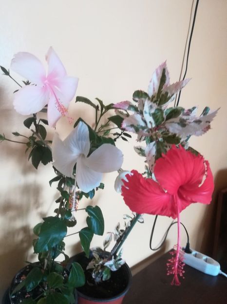  - Hibiscus 2023