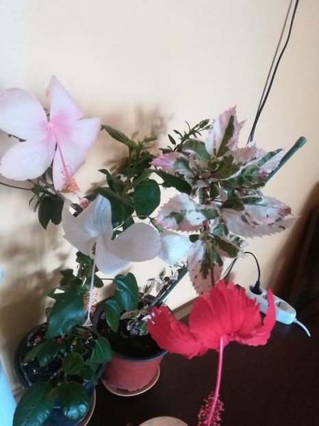  - Hibiscus 2023