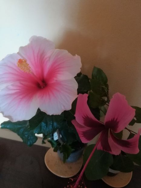  - Hibiscus 2023