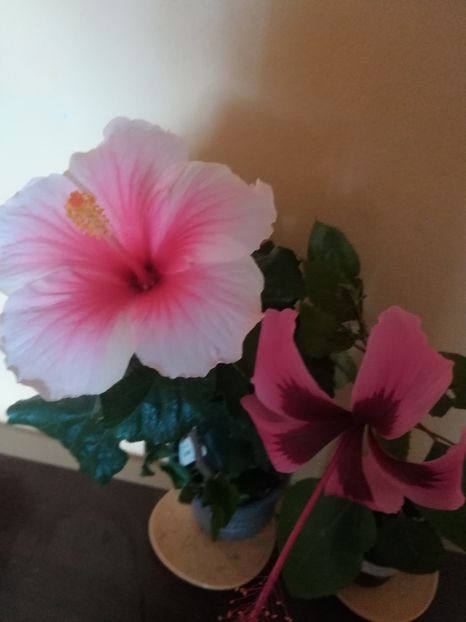  - Hibiscus 2023