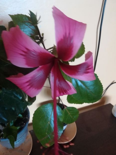  - Hibiscus 2023