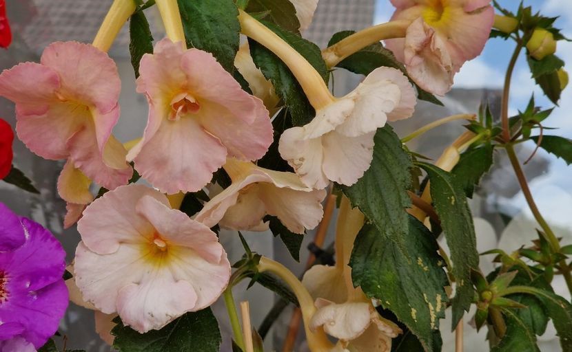  - Yellow English Rose p