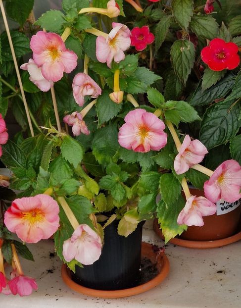 In retragere si el, cred... - Golden Buck p