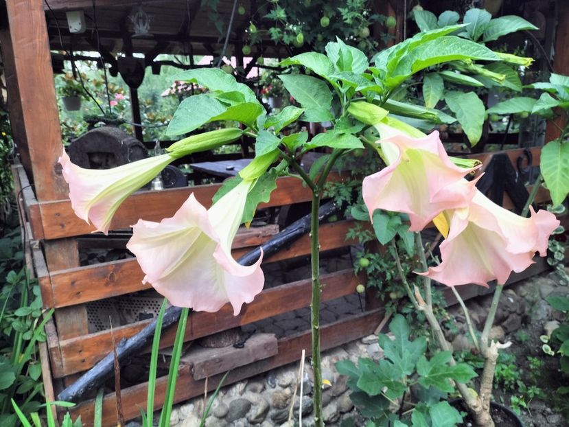 IMG20230915074200 - Brugmasia si datura