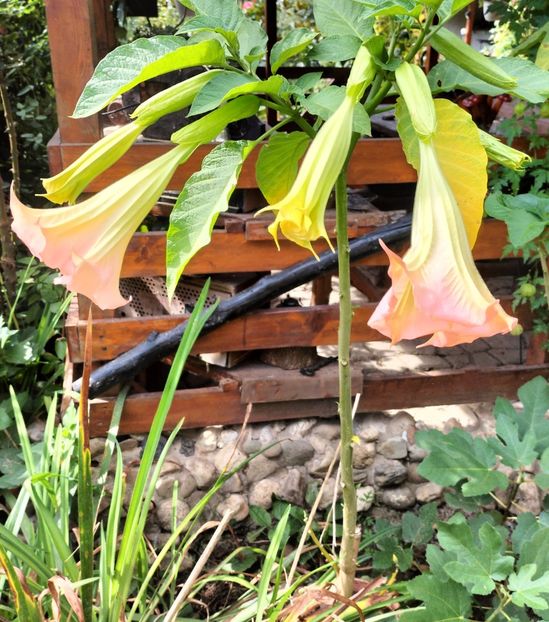 - Brugmasia si datura
