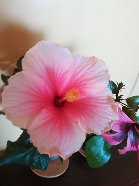 Geisha - Hibiscus 2023