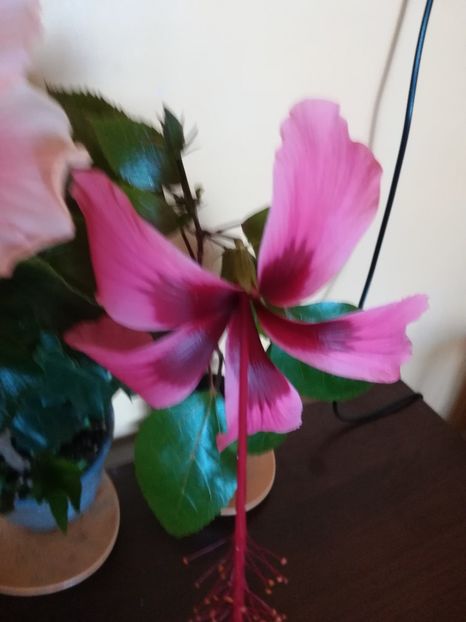 Fidjian Island - Hibiscus 2023