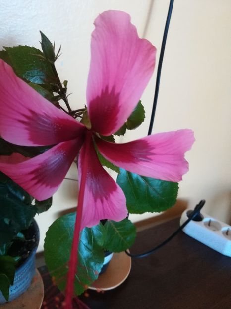 Fidjian Island - Hibiscus 2023