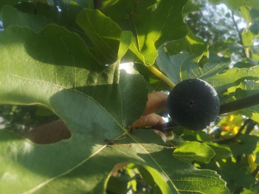  - arbori fructiferi 2023