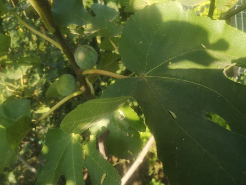  - arbori fructiferi 2023