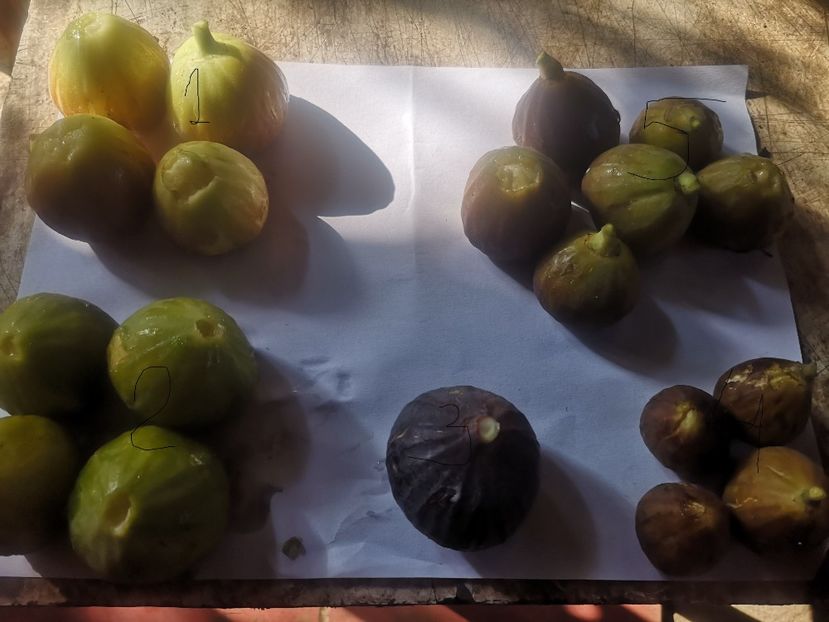 Simian,Dottato,Brogioto,mov si Brunswick - arbori fructiferi 2023