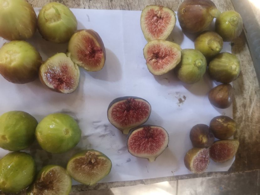  - arbori fructiferi 2023