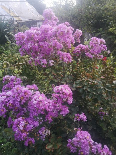 lagerstr mov Powhatan - arbori ornamentali 2023