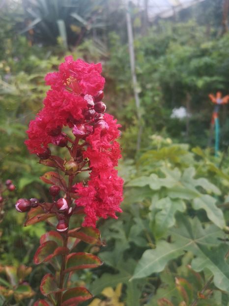Dynamite - arbori ornamentali 2023