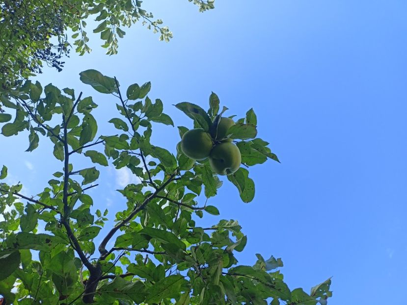  - Grădina 2023 continuare 5