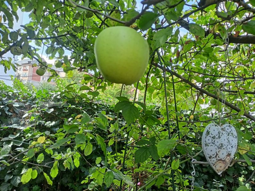 Golden Delicious - Grădina 2023 continuare 5
