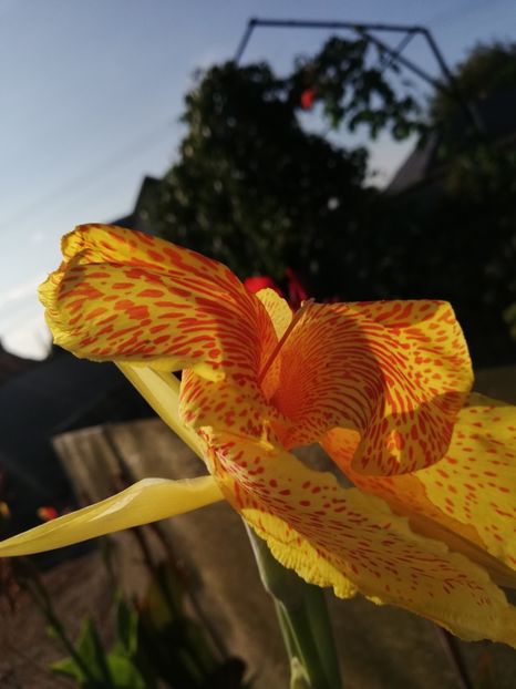 Mulțumesc - Flori 2023