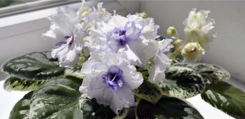 Poza net - VaT-Prozracinaia Caplia