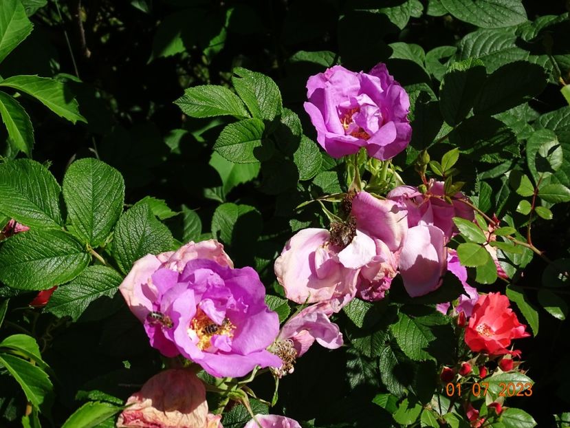  - Trandafiri 2023 2