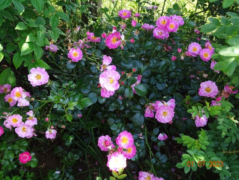  - Trandafiri 2023 2