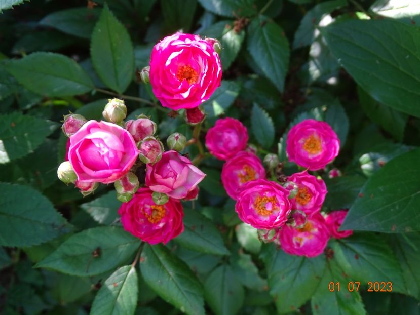  - Trandafiri 2023 2
