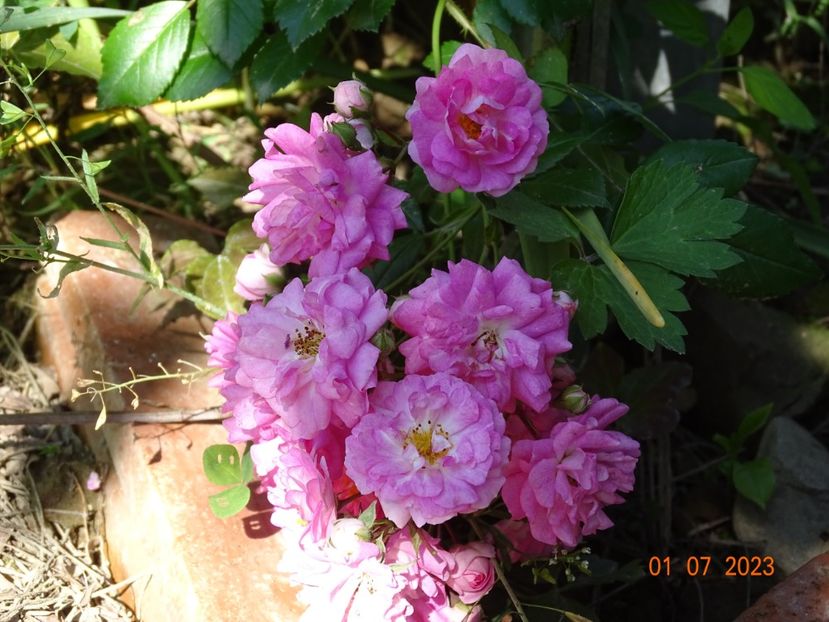  - Trandafiri 2023 2