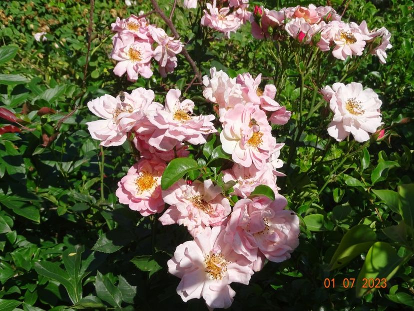  - Trandafiri 2023 2