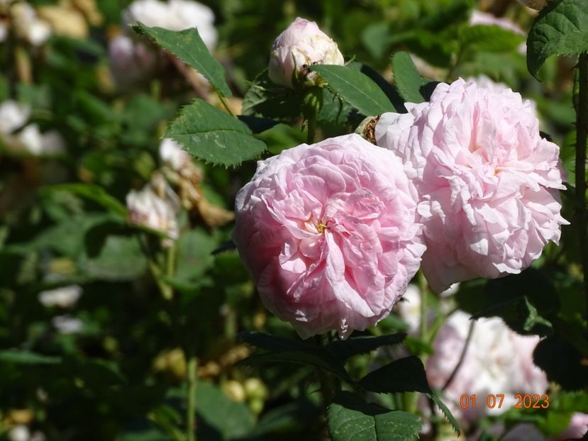  - Trandafiri 2023 2