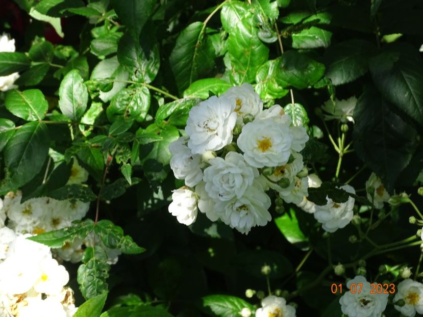  - Trandafiri 2023 2