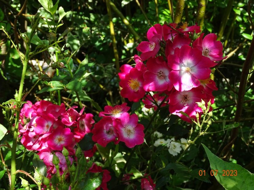  - Trandafiri 2023 2