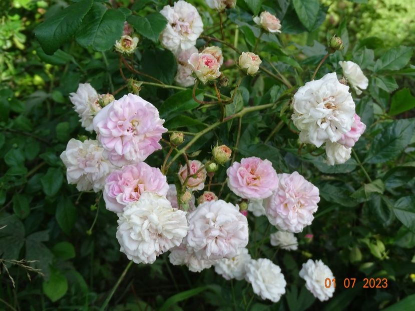  - Trandafiri 2023 2